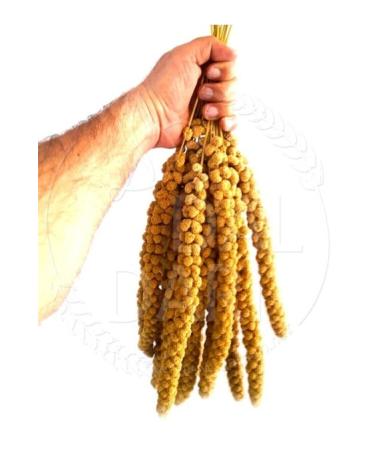 Green License Dried Natural Dal Millet - Yellow - 1 Kg. - Buy Online on GoSupps.com