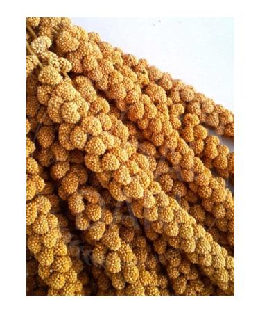 Green License Dried Natural Dal Millet - Yellow - 1 Kg.