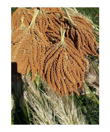 YEMC M Red Branch Millet New Crop 1kg