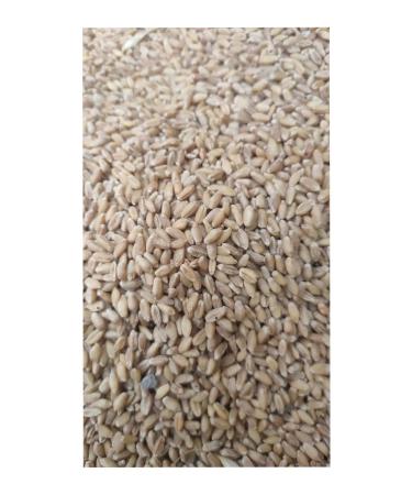 Beyoglu poppy Feed Wheat 5 Kg