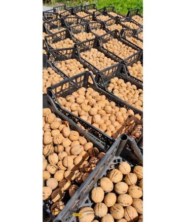 Mut Pearl Olive & Olive Oil Yayla Walnut (Local) Net: 5 Kg - Buy Online on GoSupps.com