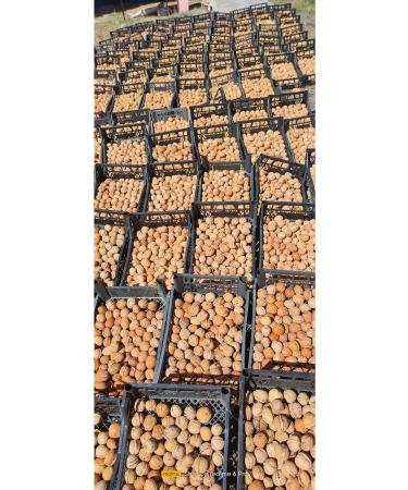 Mut Pearl Olive & Olive Oil Yayla Walnut Net 3 Kg