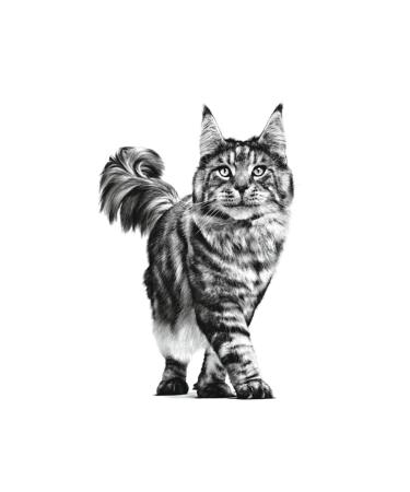 Royal Canin Renal with Fish Cat Wet Food 12 x 85gr - Buy Online on GoSupps.com