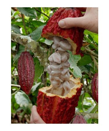 Eleonora Coffee Roasters 100 gr Honduras Organic Cocoa Beans - Buy Online on GoSupps.com