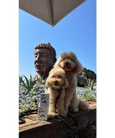 kito Hip&joint Joint and Muscle Health Support 2g X 15 Sachets - Buy Online on GoSupps.com