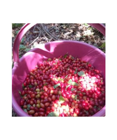  ifa Dried Cranberry Homemade 1kg - Buy Online on GoSupps.com