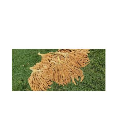 Nature Plan Red Branch Millet 1 kg - Buy Online on GoSupps.com