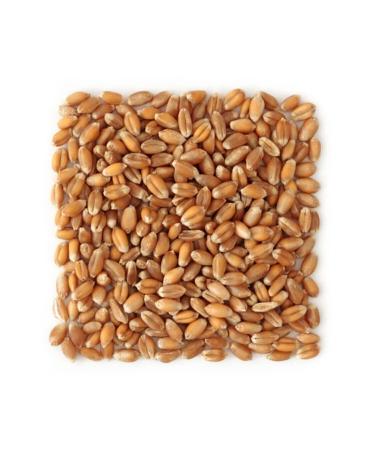 Feed Wheat 5 Kg Bird-chicken-goose-duck Poultry Feed