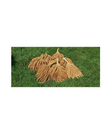 Nature Plan Red Branch Millet 1 kg - Buy Online on GoSupps.com