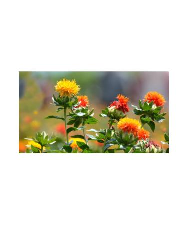 ATC Vital Naturel Safflower Oil 500 Ml - Buy Online on GoSupps.com