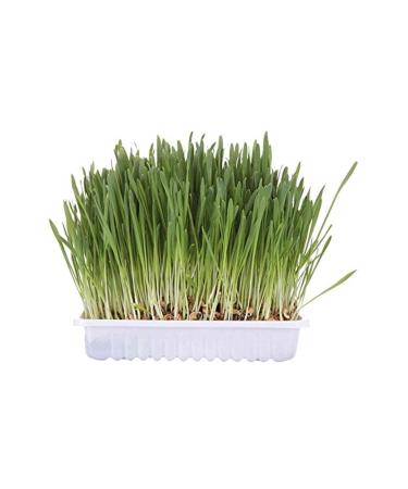 Brand: Cat Grass 100 Gr Category: Cat Health Product
