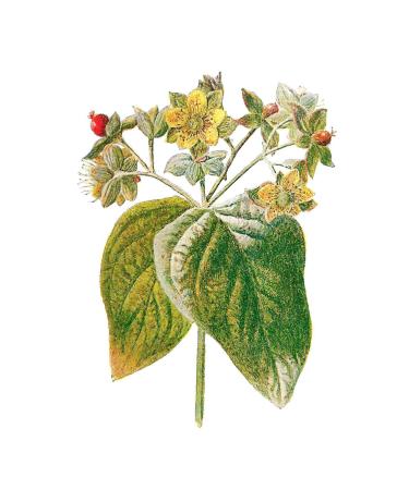 DAYE HATUN St. John's Wort Vinegar / St. John's Wort Vinegar (naturally Fermented Live Vinegar / 500 Ml) - Buy Online on GoSupps.com