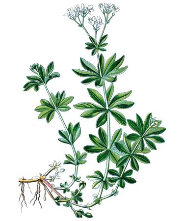 DAYE HATUN Shepherd's Strainer (Cleavers Sticky Grass) Vinegar/Cleavers (Galium Aparine) Vinegar (500 Ml) - Buy Online on GoSupps.com