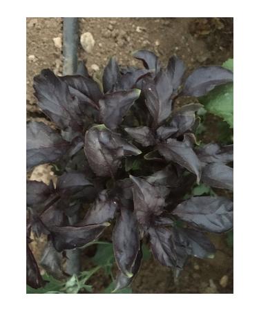 Dried Basil from Endo al 250 gr - Buy Online on GoSupps.com