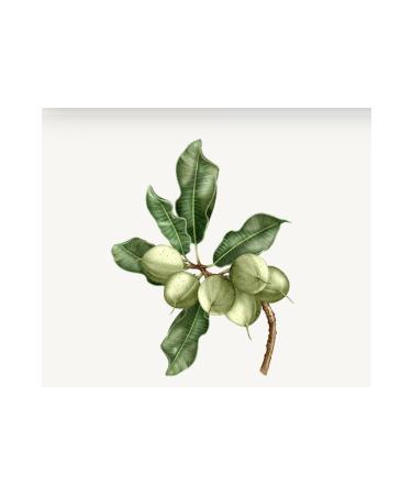 L'Occitane Shea Butter Hand Cream Dry Skin 150ml - Buy Online on GoSupps.com