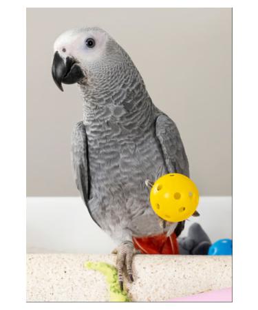 Psittacus High Energy Production 3 Kg - Buy Online on GoSupps.com