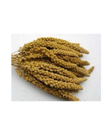 usmtekno 500 Gr. Dal Millet Budgie Food Indian Nightingale Nature Food. Millet Natural Bird Food