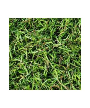 NATURE'S BLESSING ZAHTER WILD THYME - MOUNTAIN THYME ORGANIC 1 KG - Buy Online on GoSupps.com