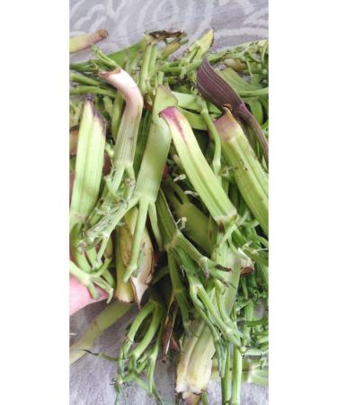 Erzurum Ipek Gurme Wide-Trigger-ca Brine Ca r 5kg Ipkg 4669 - Buy Online on GoSupps.com