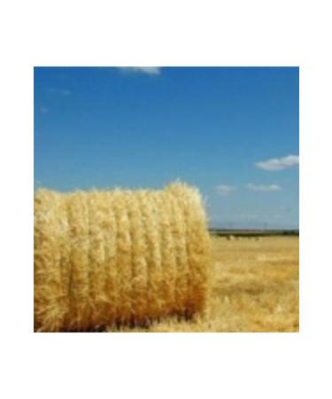 Nebula Rodent Barley Straw - 3kg - Buy Online on GoSupps.com