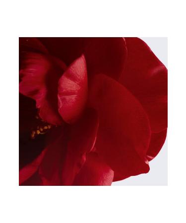 Chanel N 1 DE CHANEL - Revitalizing Eye Cream That Eliminates Under-Eye Puffiness and Dark Circles 15 gr - Buy Online on GoSupps.com