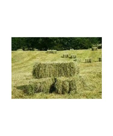 CANYEM Meadow Grass Rodent Grass 3kg Green-dry-clean