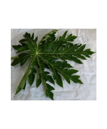 Papaya Leaf for Kap mdakiBah e Papaya Tea 3 Pieces - Buy Online on GoSupps.com