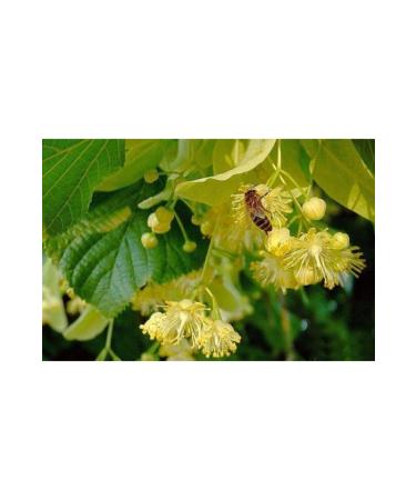 Balbis Linden 1000 G - Buy Online on GoSupps.com