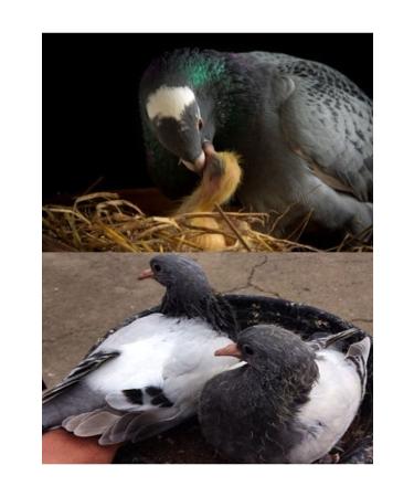 Bereketlimama Natural Clean Wheat - Chicken and Pigeon Food 5kg - Buy Online on GoSupps.com