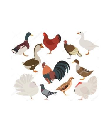 Bereketlimama Natural Clean Wheat - Chicken and Pigeon Food 5kg - Buy Online on GoSupps.com