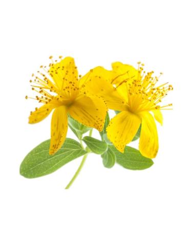Balen St. John's Wort Oil (MACERATING) 250 ml - Buy Online on GoSupps.com