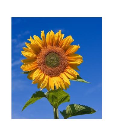 Bizim Mutfak lker Sunflower Oil Tin 4 Pieces X 5 L - Buy Online on GoSupps.com