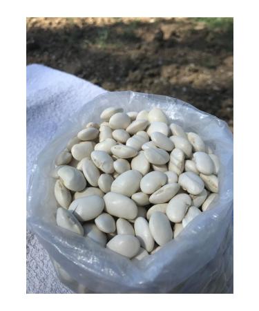 GULTEKIN HONEY LOBYE COARSE BEAN 5 KG - Buy Online on GoSupps.com