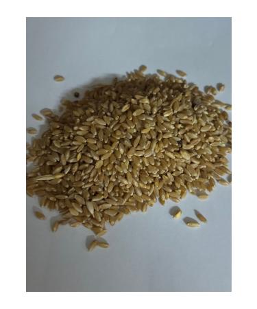 incircibey 5 kg Hard Red Pigeon Wheat from Nazilli