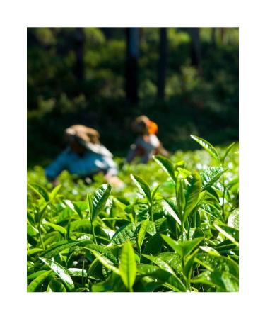 Tirebolu 42 T REBOLU EARL GREY BLACK TEA 6X1000 GR. - Buy Online on GoSupps.com