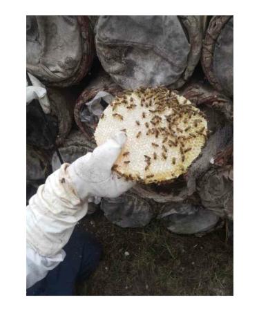 Hakkari Honey Wild Mountain Honey Extract (850 gr) - Buy Online on GoSupps.com