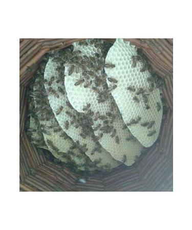 Hakkari Honey Wild Mountain Honey Extract (850 gr) - Buy Online on GoSupps.com