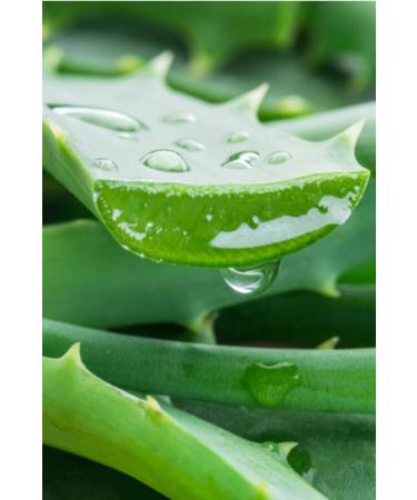 Trinova Aloe Vera Moisturizing Soothing Gel - Buy Online on GoSupps.com