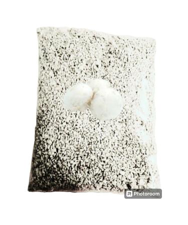 Klas Culture mushroom seed 1 kg