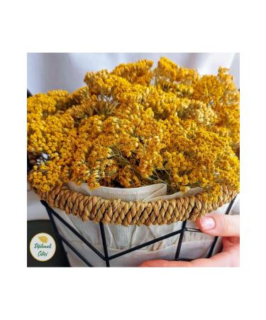 Diplomalicifci Yarrow (100gr)