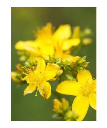 Fresh from the branch Natural Handmade Additive-Free Original St. John's Wort Oil 250ml - Buy Online on GoSupps.com