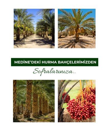 Payitaht Dates Medina Nepte Dates 5kg Large Fleshy High Fiber Rate Consumable with Coffee New Crop Nepte5kg - Buy Online on GoSupps.com