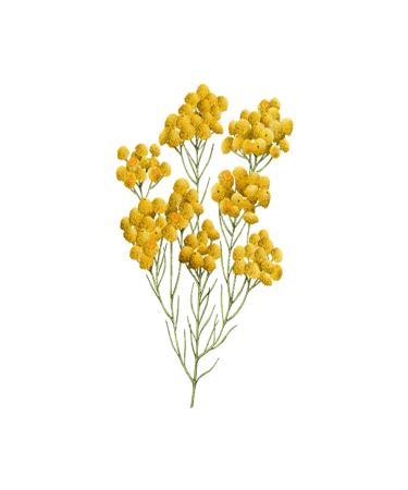 L'Occitane - Immortelle Reset Overnight Serum - 30ml - Buy Online on GoSupps.com