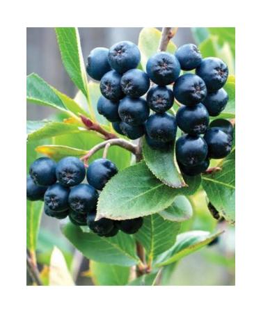 Aroberry NURS Aroberry Tea 20 pieces and 4 advantage packages - Buy Online on GoSupps.com