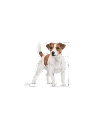 Royal Canin Mini Adult Dog Food 2 Kg - Buy Online on GoSupps.com