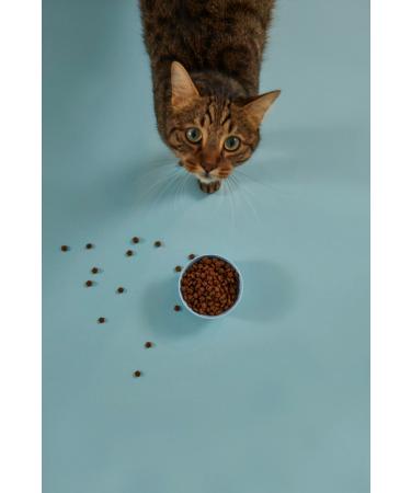 Kito 3 pieces 2 kg adult cat food - Buy Online on GoSupps.com