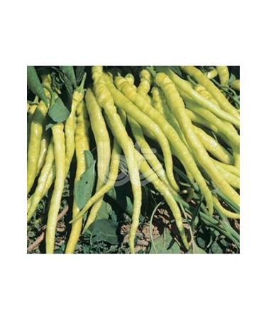 NcK Delicious High Yield Yellow Pointed Soup Pepper Seed (10 Gr)