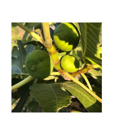 Special Gourmet New Season Mountain Fig-Aydin Dried Fig - Buy Online on GoSupps.com