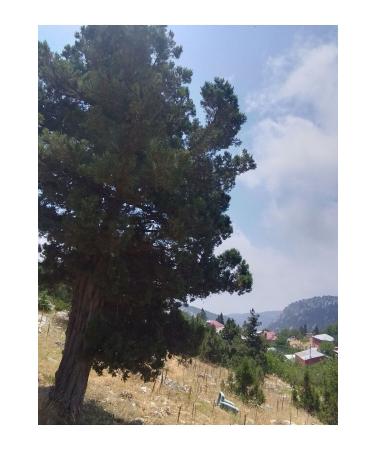 Pine cone syrup from the lady's hand - Buy Online on GoSupps.com