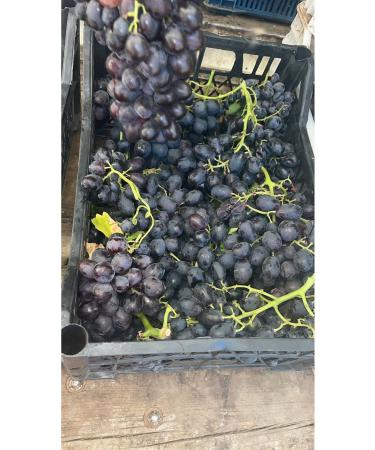 HANTAP Black seeded dry